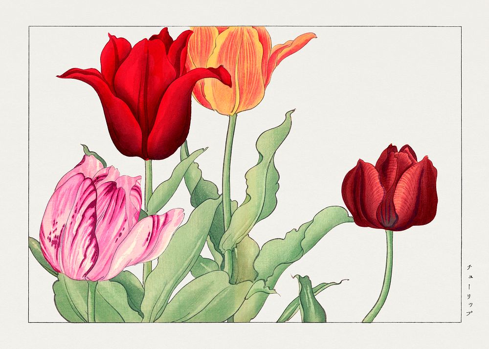 Tulip, Japanese woodblock art.  Digitally enhanced from our own 1917 edition of Seiyô SÔKA ZUFU by Tanigami Kônan.