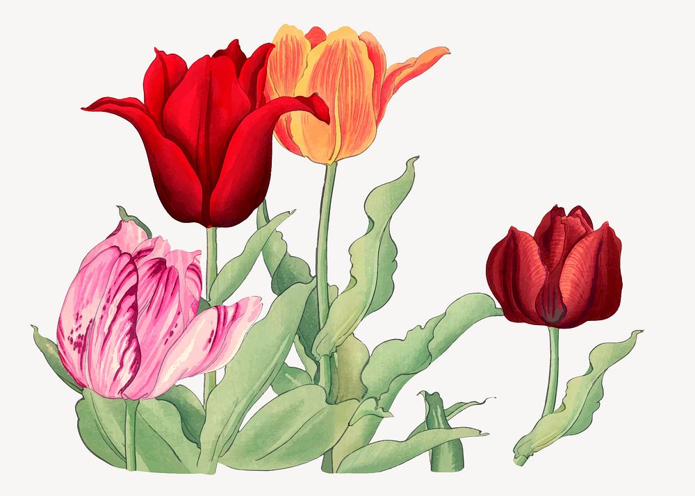 Tulip collage element, vintage Japanese art vector