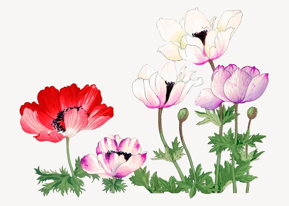 Poppy illustration, vintage Japanese art vector