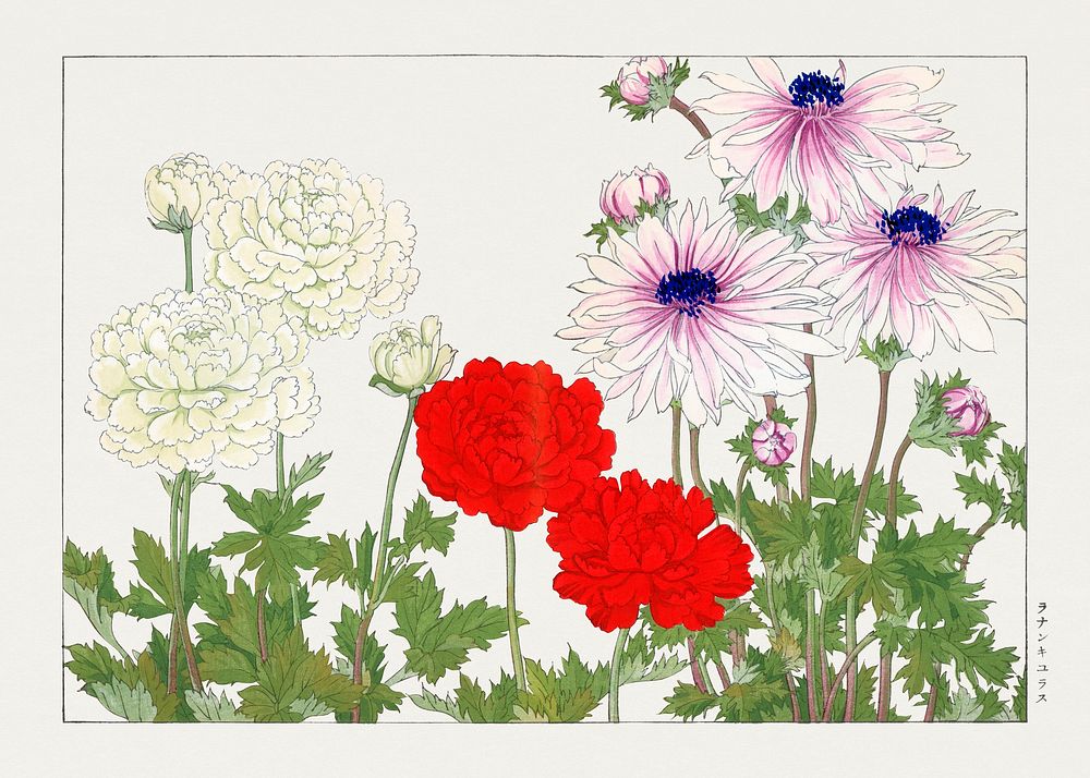 Anemone flower woodblock painting.  Digitally enhanced from our own 1917 edition of Seiyô SÔKA ZUFU by Tanigami Kônan.