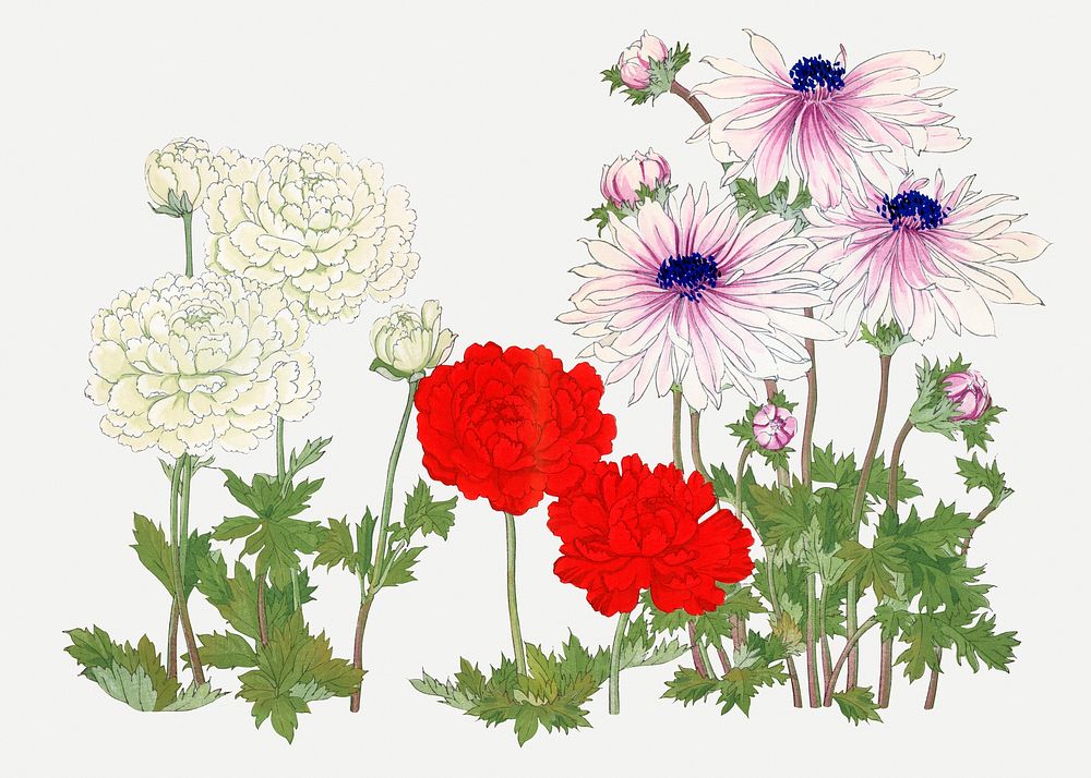 Anemone flower illustration, vintage Japanese art psd