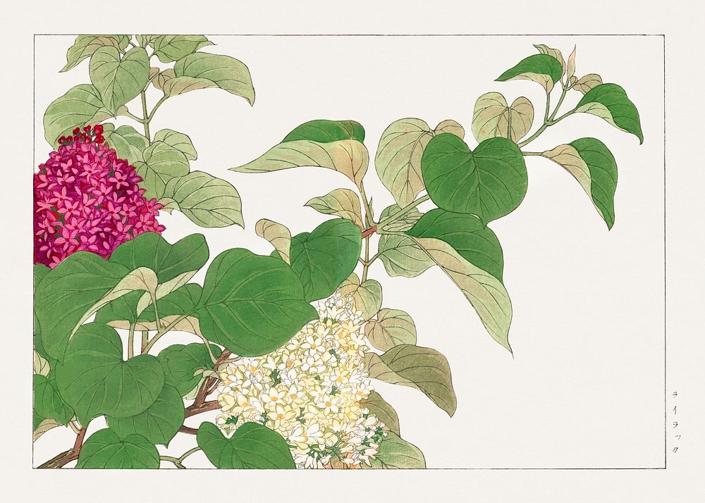 Lilac flower, Japanese woodblock art.  Digitally enhanced from our own 1917 edition of Seiyô SÔKA ZUFU by Tanigami Kônan.