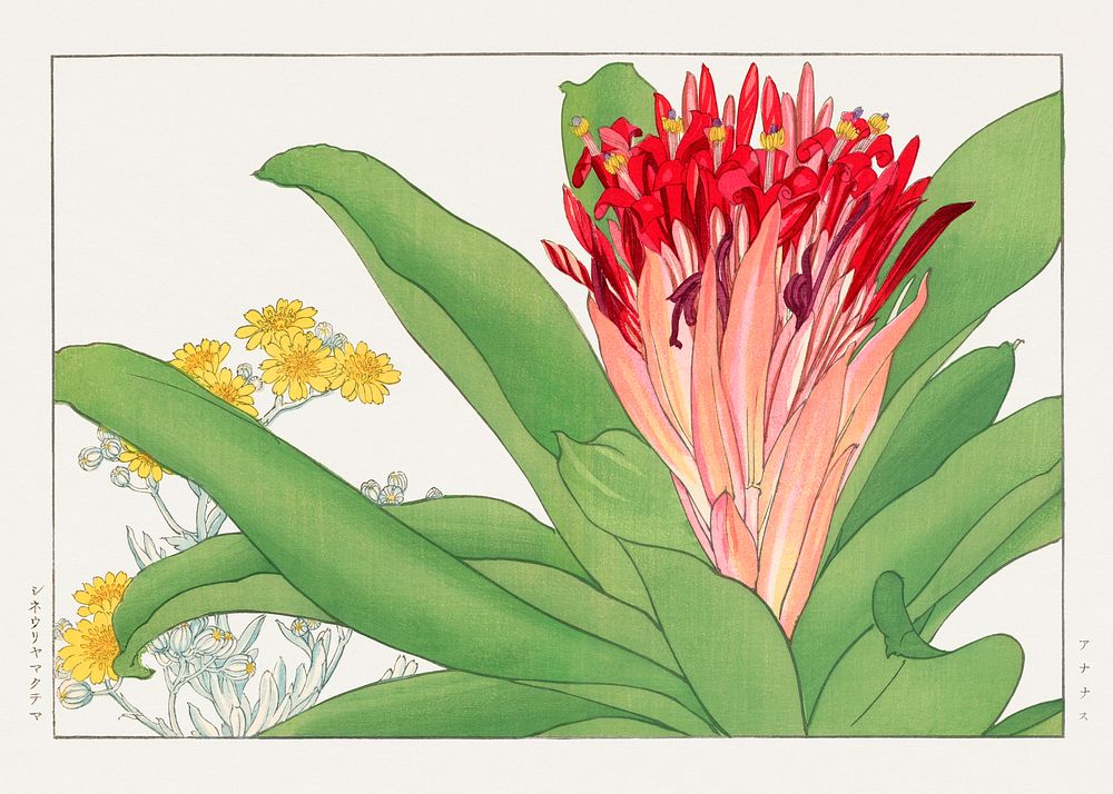 Ananas flower, Japanese woodblock art.  Digitally enhanced from our own 1917 edition of Seiyô SÔKA ZUFU by Tanigami Kônan.