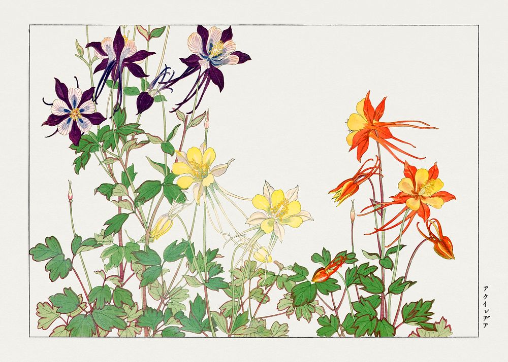 Aquilegia flower, Japanese woodblock art.  Digitally enhanced from our own 1917 edition of Seiyô SÔKA ZUFU by Tanigami Kônan.