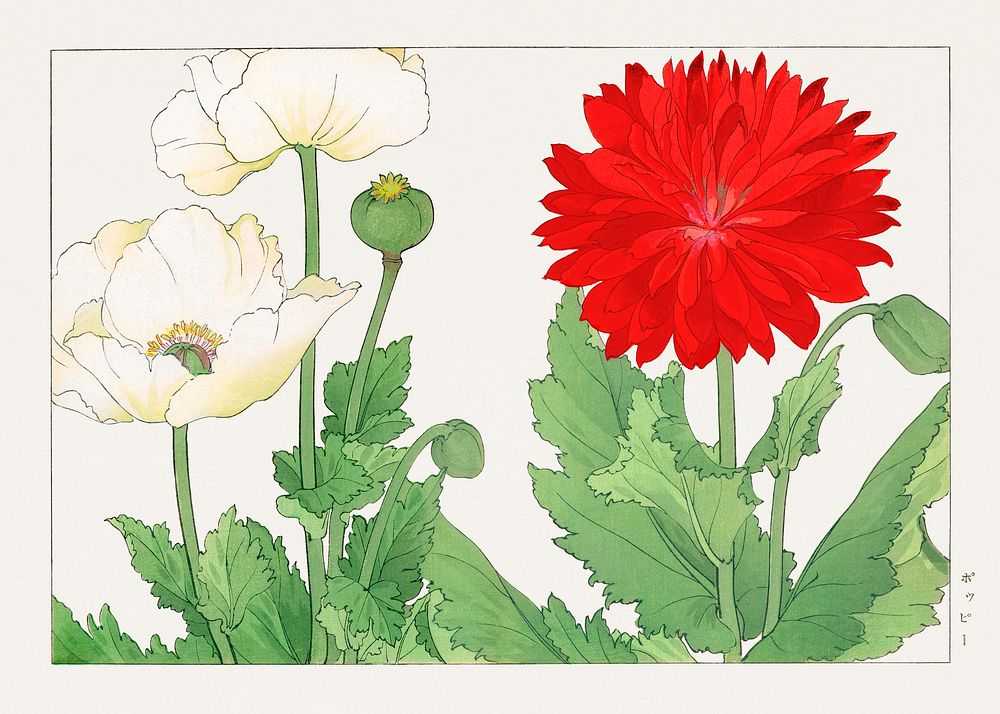 Vintage poppy flower, ukiyo e artwork.  Digitally enhanced from our own 1917 edition of Seiyô SÔKA ZUFU by Tanigami Kônan.