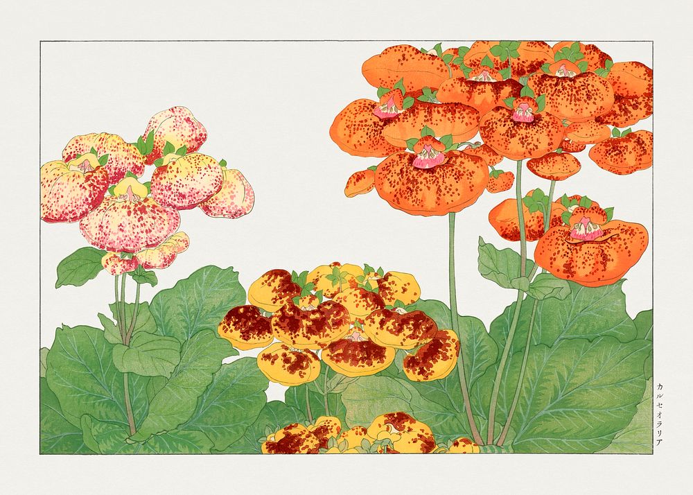 Vintage calceolaria flower, ukiyo e artwork.  Digitally enhanced from our own 1917 edition of Seiyô SÔKA ZUFU by Tanigami…