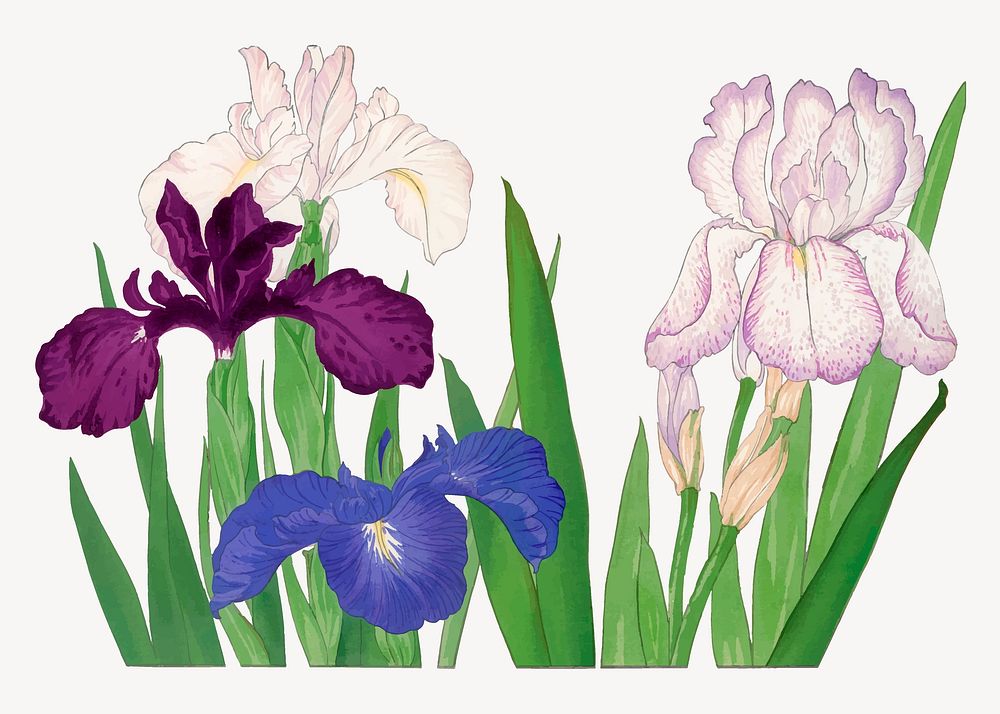 Iris flower collage element, vintage Japanese art vector