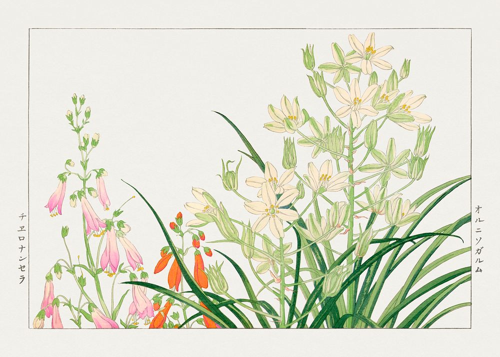 Ornithogalum flower woodblock painting.  Digitally enhanced from our own 1917 edition of Seiyô SÔKA ZUFU by Tanigami Kônan.