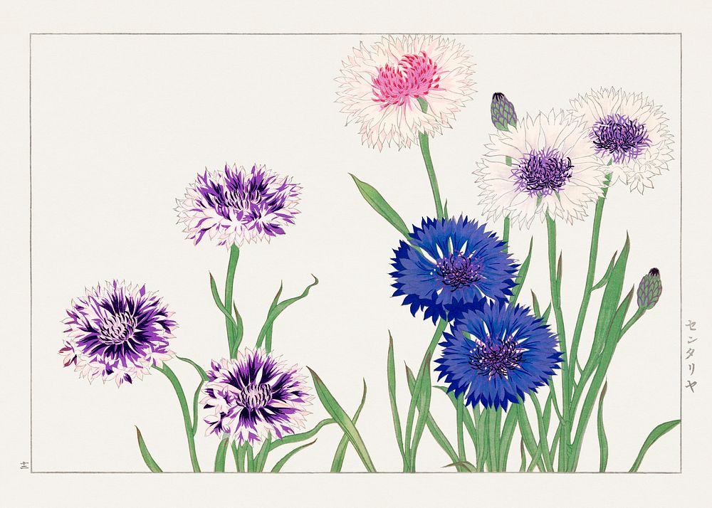 Cornflower flower, Japanese woodblock art.  Digitally enhanced from our own 1917 edition of Seiyô SÔKA ZUFU by Tanigami…