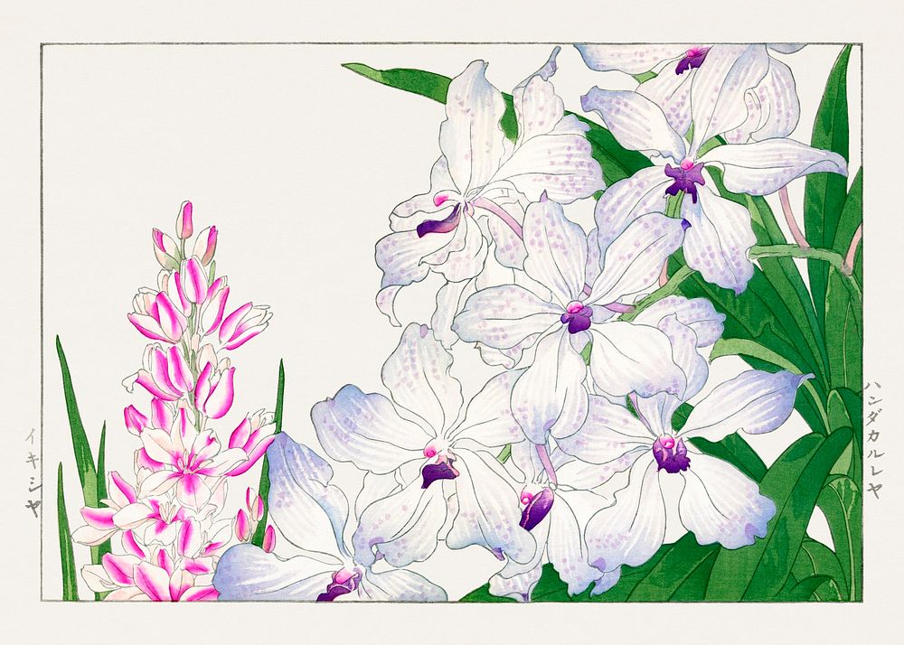 Ixia flower, Japanese woodblock art.  Digitally enhanced from our own 1917 edition of Seiyô SÔKA ZUFU by Tanigami Kônan.