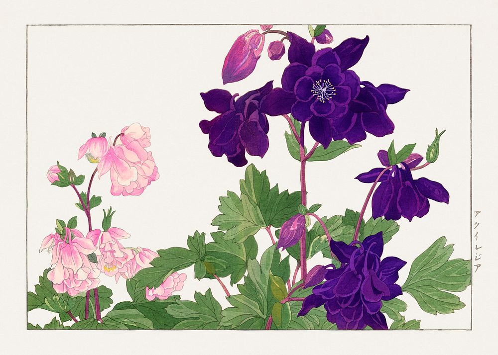 Aquilegia flower woodblock painting.  Digitally enhanced from our own 1917 edition of Seiyô SÔKA ZUFU by Tanigami Kônan.
