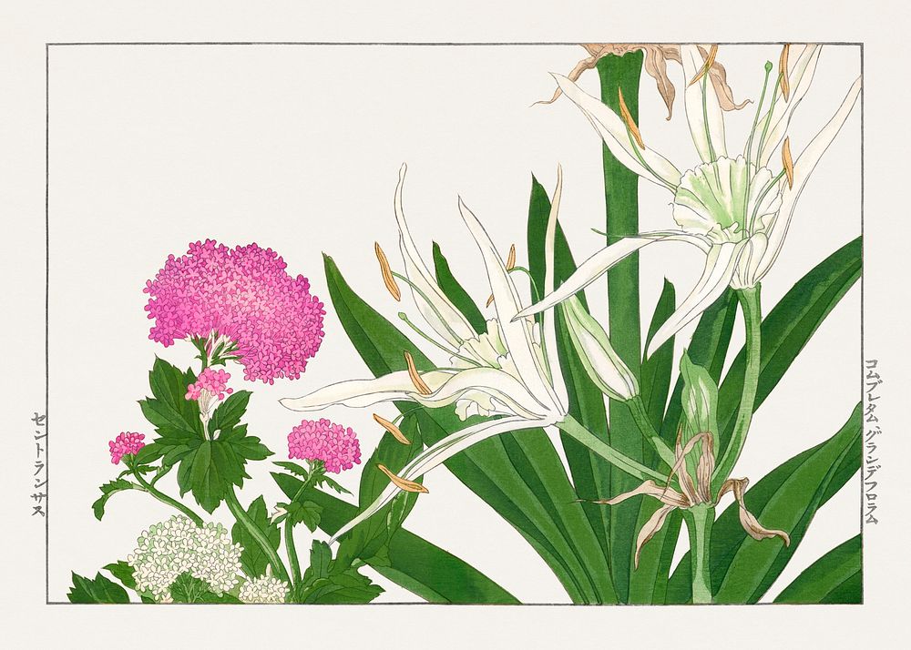 Cambpetum Ghandiflorum flower woodblock painting.  Digitally enhanced from our own 1917 edition of Seiyô SÔKA ZUFU by…