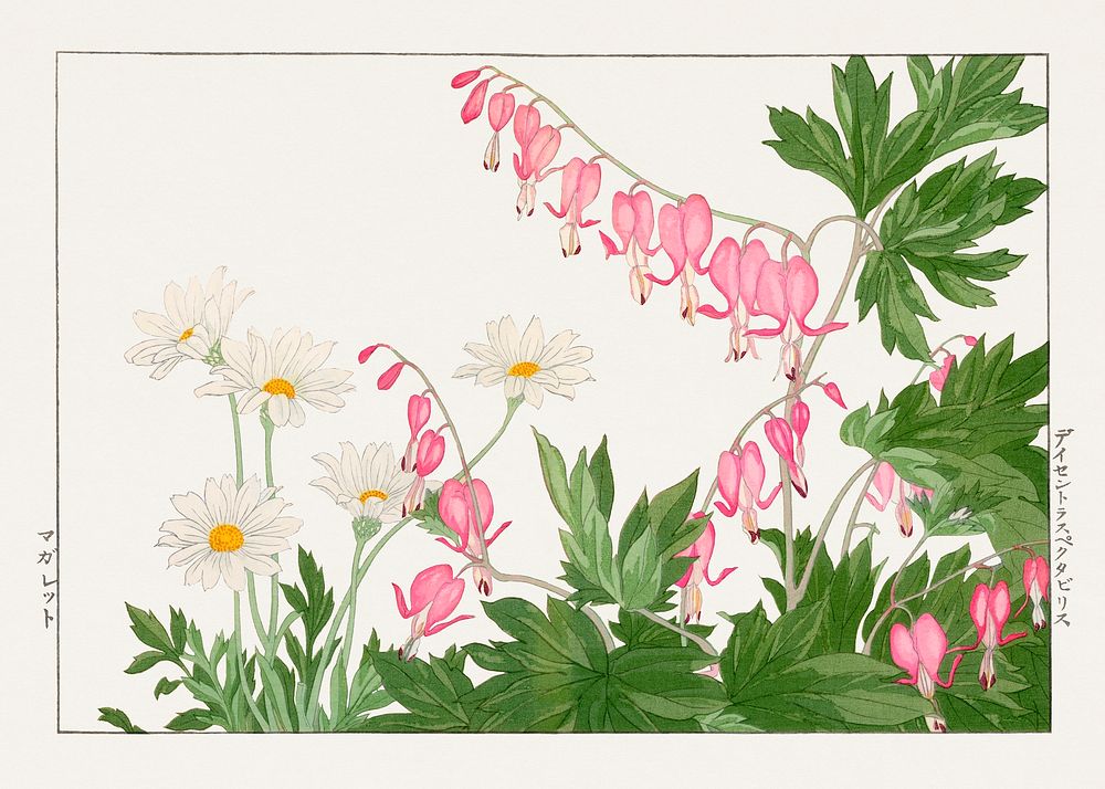 Vintage marguriete flower, ukiyo e artwork.  Digitally enhanced from our own 1917 edition of Seiyô SÔKA ZUFU by Tanigami…