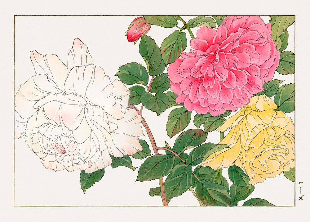 Rose flower, Japanese woodblock art.  Digitally enhanced from our own 1917 edition of Seiyô SÔKA ZUFU by Tanigami Kônan.