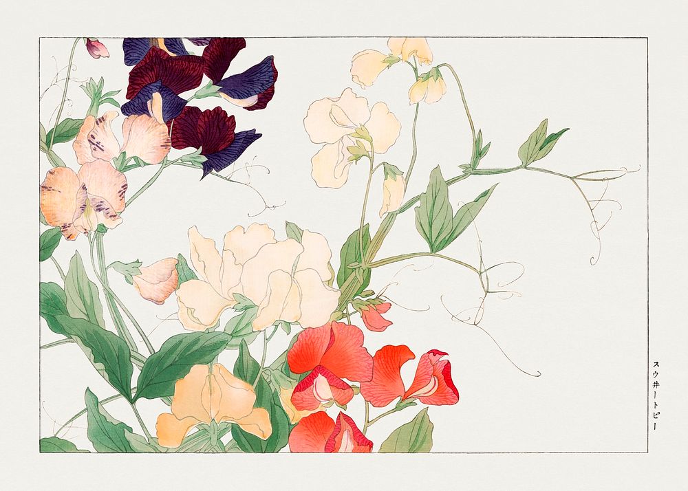 Sweetpea flower, Japanese woodblock art.  Digitally enhanced from our own 1917 edition of Seiyô SÔKA ZUFU by Tanigami Kônan.