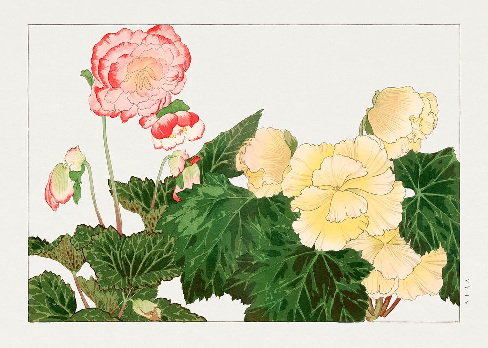 Begonia flower woodblock painting.  Digitally enhanced from our own 1917 edition of Seiyô SÔKA ZUFU by Tanigami Kônan.