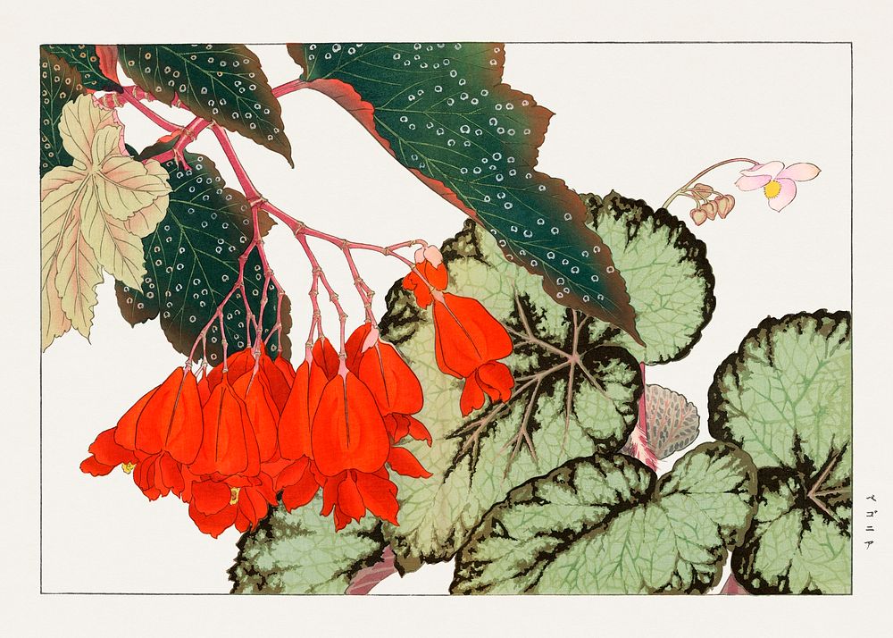 Cracklin Rosie Begonia flower woodblock painting.  Digitally enhanced from our own 1917 edition of Seiyô SÔKA ZUFU by…