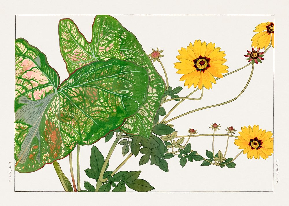 Caladium & coreopsis woodblock painting.  Digitally enhanced from our own 1917 edition of Seiyô SÔKA ZUFU by Tanigami Kônan.