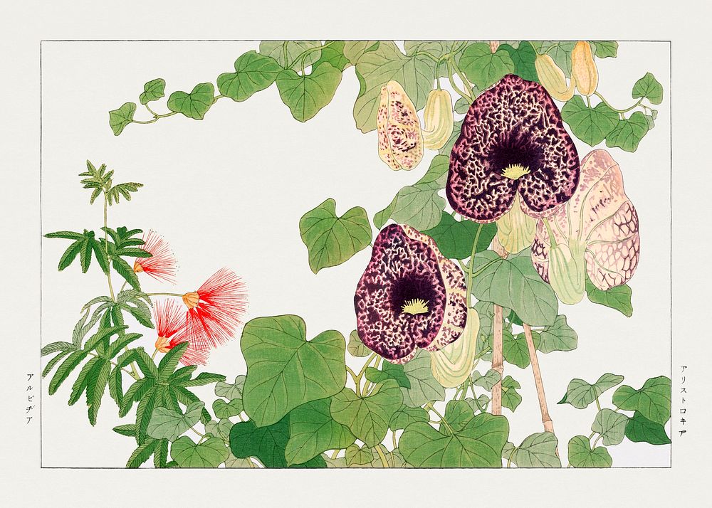 Albizia & aristolochia flower, Japanese woodblock art.  Digitally enhanced from our own 1917 edition of Seiyô SÔKA ZUFU by…
