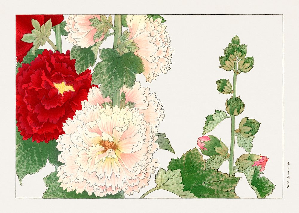 Hollyhock flower, Japanese woodblock art.  Digitally enhanced from our own 1917 edition of Seiyô SÔKA ZUFU by Tanigami Kônan.