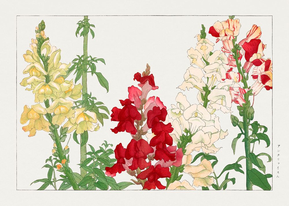Vintage antirrhinum flower, ukiyo e artwork.  Digitally enhanced from our own 1917 edition of Seiyô SÔKA ZUFU by Tanigami…