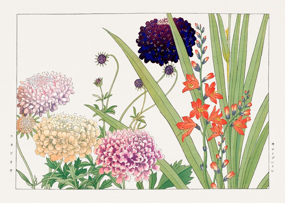Vintage scabiosa & montbretia flower, ukiyo e artwork.  Digitally enhanced from our own 1917 edition of Seiyô SÔKA ZUFU by…