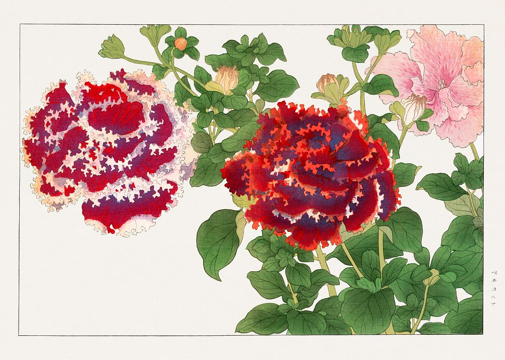 Vintage petunia flower, ukiyo e artwork.  Digitally enhanced from our own 1917 edition of Seiyô SÔKA ZUFU by Tanigami Kônan.