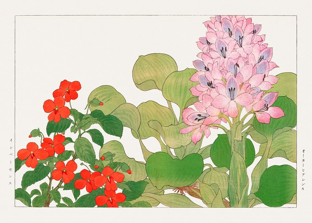 Vintage impatiens & water hyacinth flower, ukiyo e artwork.  Digitally enhanced from our own 1917 edition of Seiyô SÔKA ZUFU…