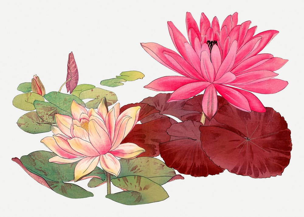 Lotus illustration, vintage Japanese art psd