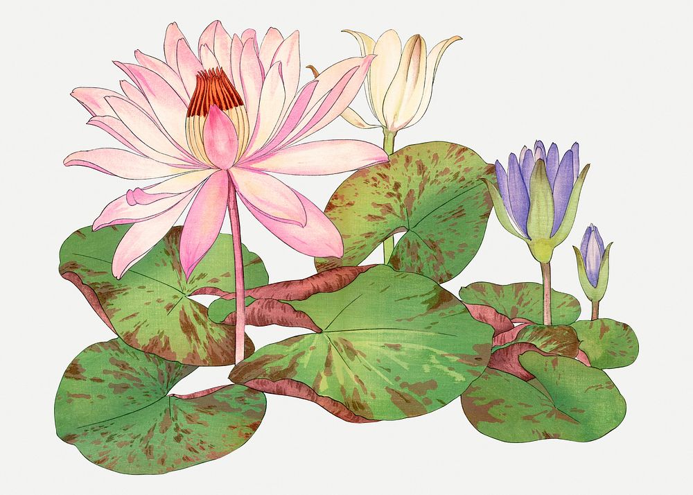 Lotus illustration, vintage Japanese art psd
