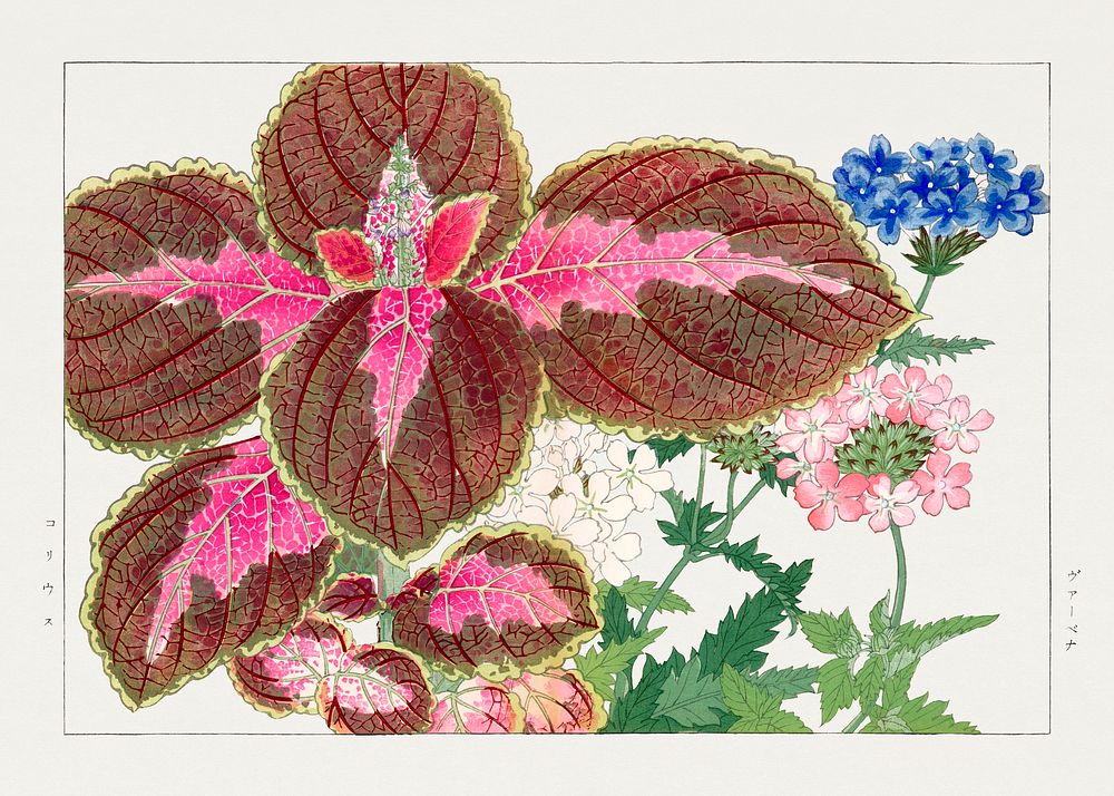 Coleus & verbena flower, Japanese woodblock art.  Digitally enhanced from our own 1917 edition of Seiyô SÔKA ZUFU by…