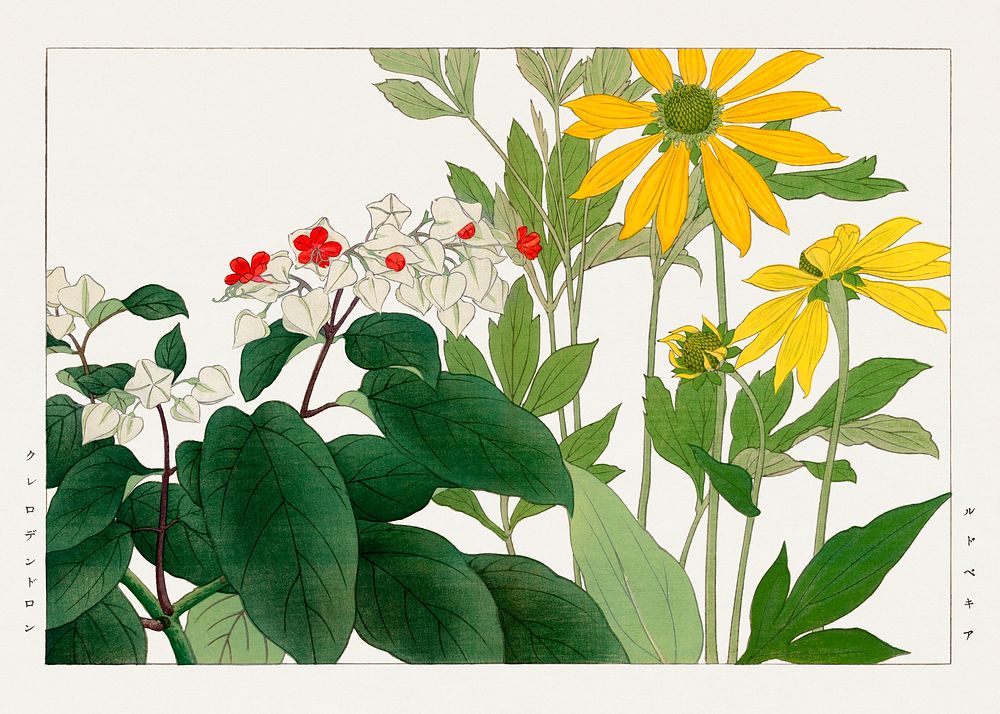 Clerodendrum & rudbeckia flower, Japanese woodblock art.  Digitally enhanced from our own 1917 edition of Seiyô SÔKA ZUFU by…