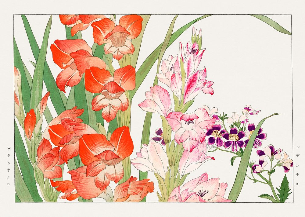 Vintage gladiolus & schizanthus flower, ukiyo e artwork.  Digitally enhanced from our own 1917 edition of Seiyô SÔKA ZUFU by…