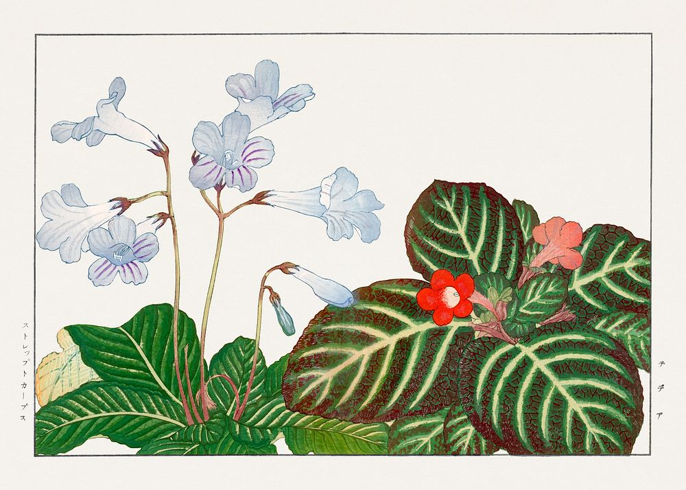 Vintage tydea & cape primrose flower, ukiyo e artwork.  Digitally enhanced from our own 1917 edition of Seiyô SÔKA ZUFU by…