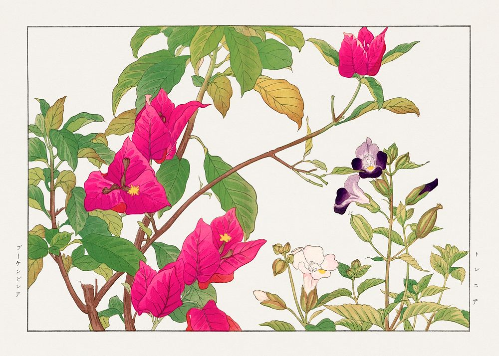 Vintage bougainvillea & torenia flower, ukiyo e artwork.  Digitally enhanced from our own 1917 edition of Seiyô SÔKA ZUFU by…
