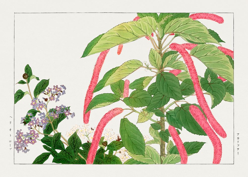 Vintage heliotrope & acalypha flower, ukiyo e artwork.  Digitally enhanced from our own 1917 edition of Seiyô SÔKA ZUFU by…