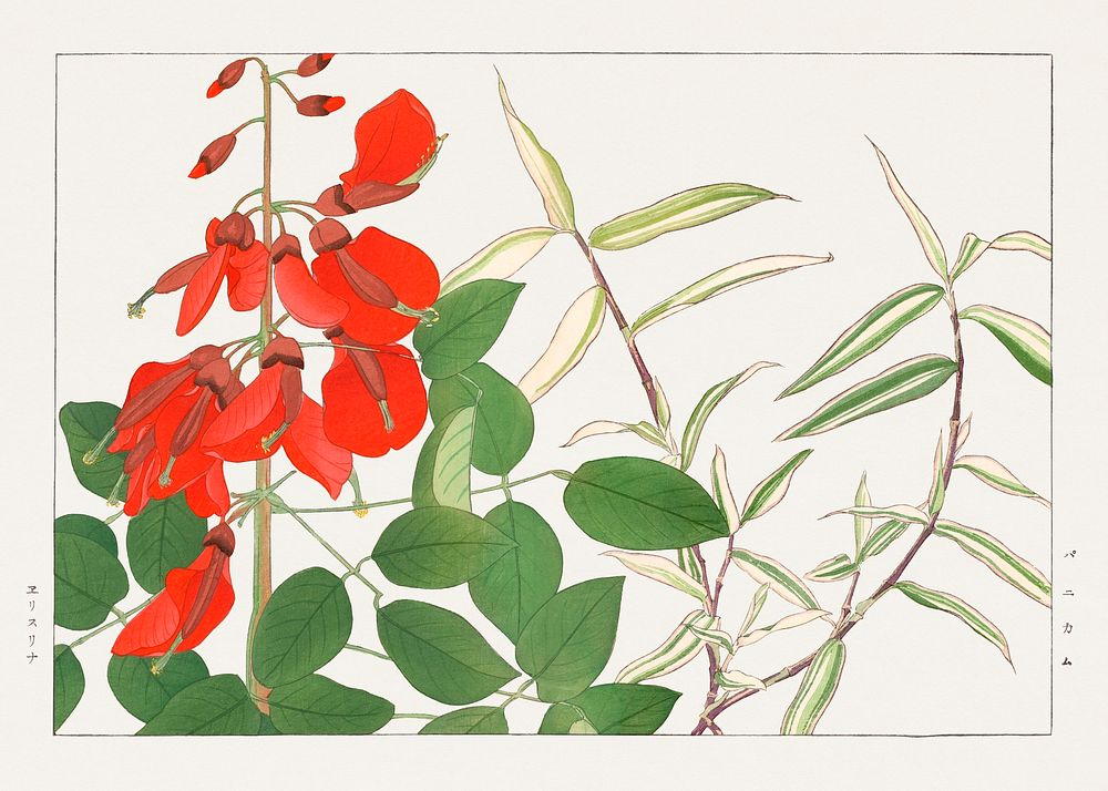 Erythrina & panicum flower, Japanese woodblock art.  Digitally enhanced from our own 1917 edition of Seiyô SÔKA ZUFU by…