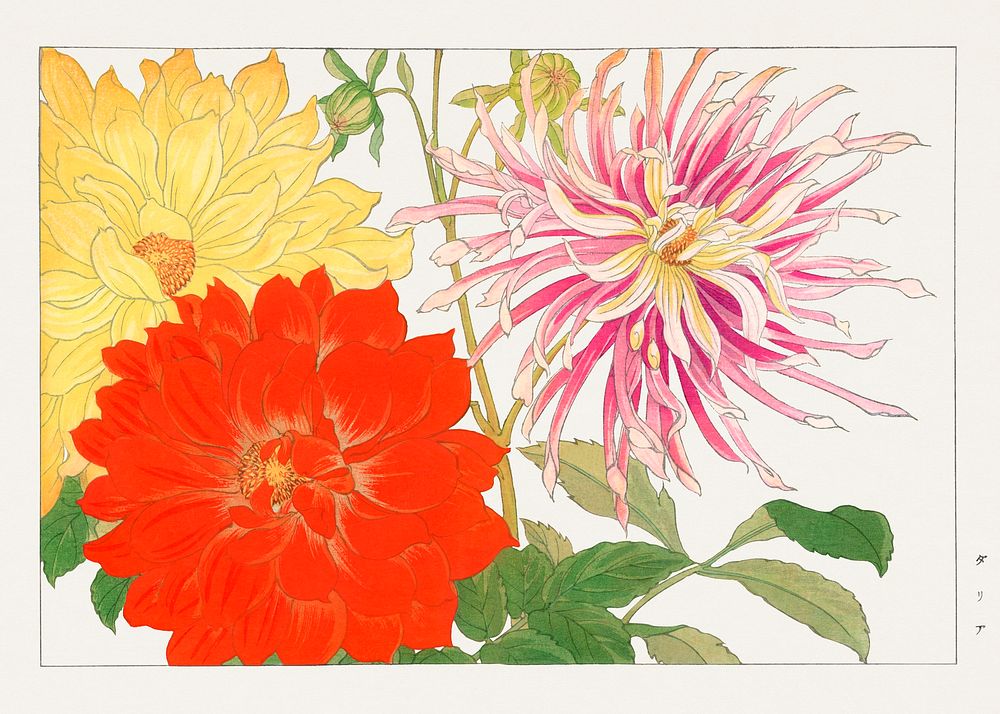 Dahlia flower, Japanese woodblock art.  Digitally enhanced from our own 1917 edition of Seiyô SÔKA ZUFU by Tanigami Kônan.