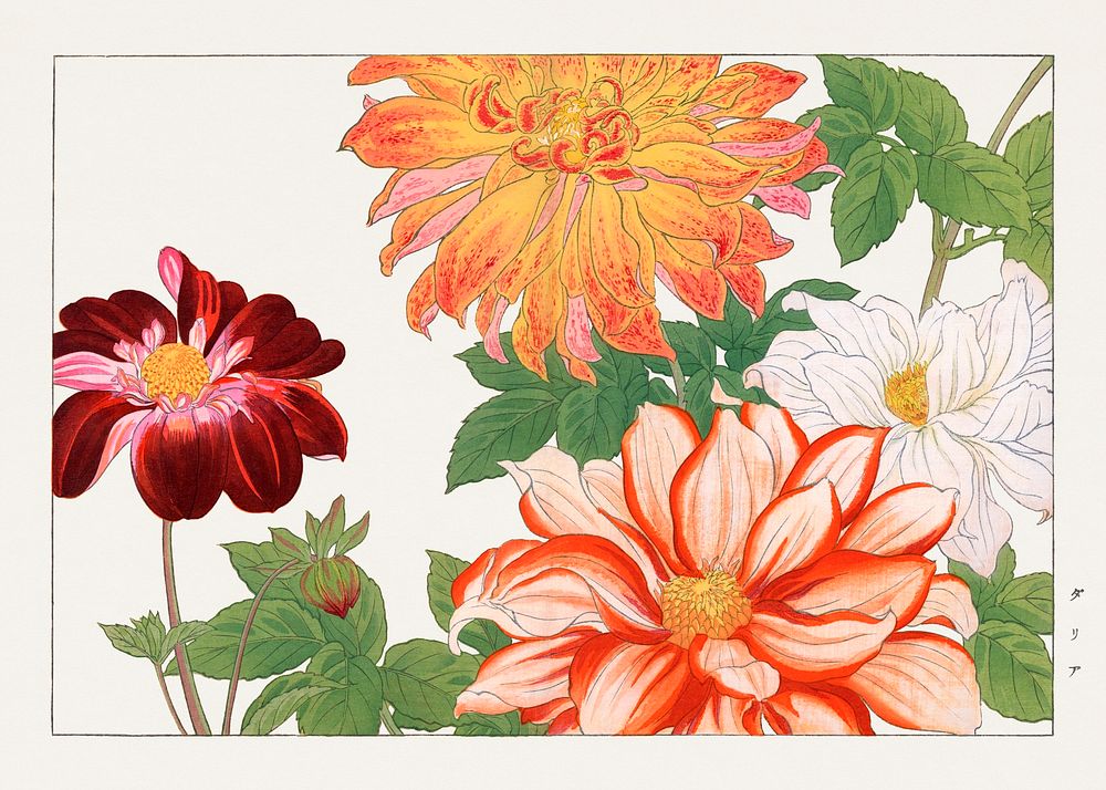 Dahlia flower, Japanese woodblock art.  Digitally enhanced from our own 1917 edition of Seiyô SÔKA ZUFU by Tanigami Kônan.