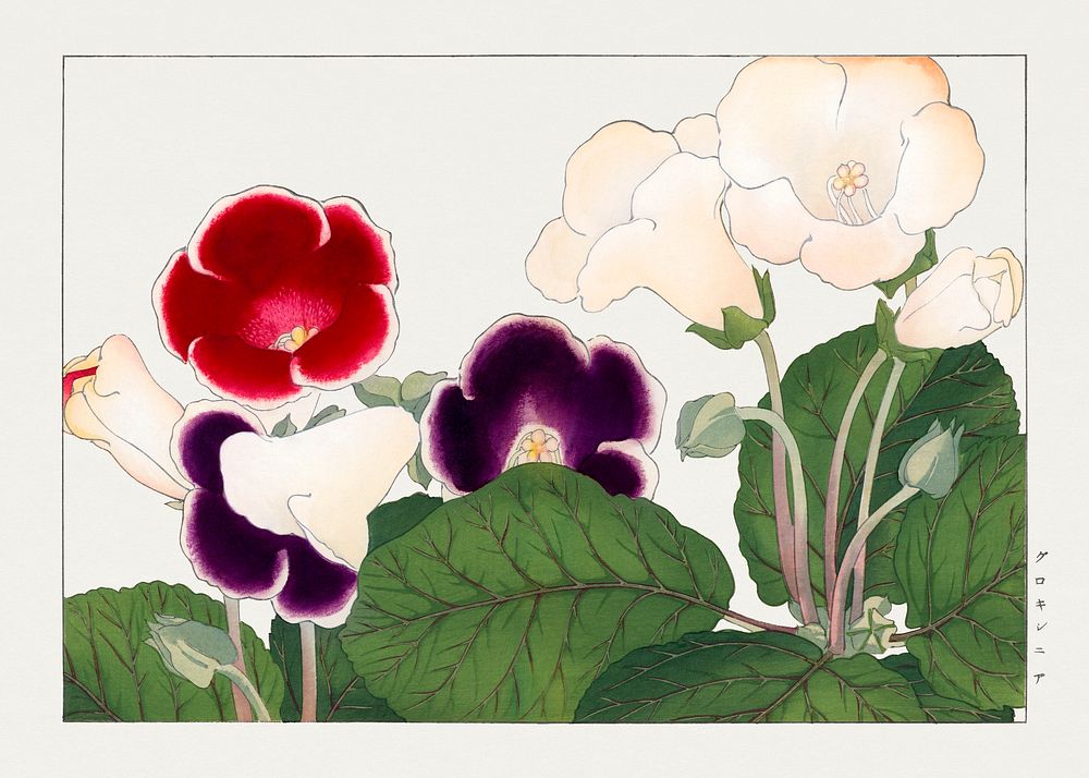 Gloxinia flower, Japanese woodblock art.  Digitally enhanced from our own 1917 edition of Seiyô SÔKA ZUFU by Tanigami Kônan.
