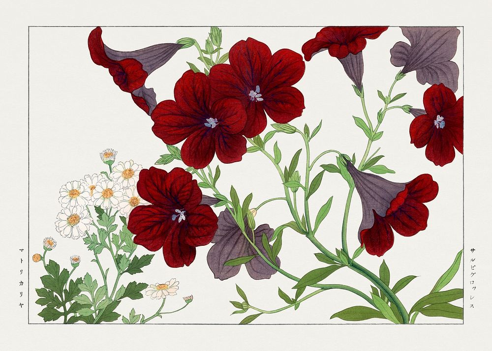 Matricaria & salpiglossis flower, Japanese woodblock art.  Digitally enhanced from our own 1917 edition of Seiyô SÔKA ZUFU…