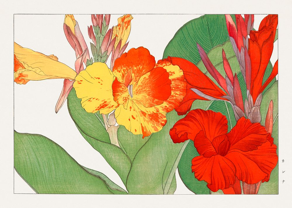 Vintage canna flower, ukiyo e artwork.  Digitally enhanced from our own 1917 edition of Seiyô SÔKA ZUFU by Tanigami Kônan.