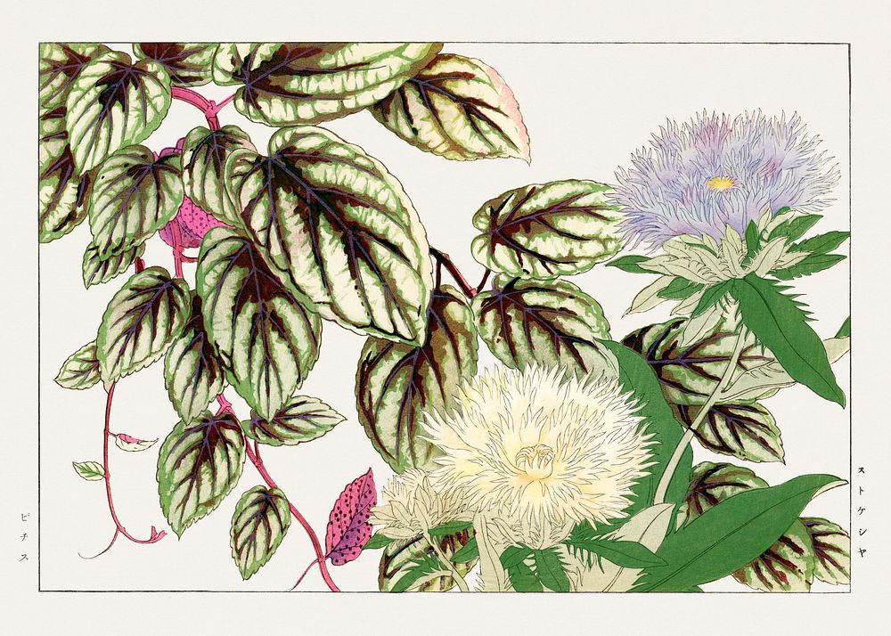 Vintage vitis & stokesia flower, ukiyo e artwork.  Digitally enhanced from our own 1917 edition of Seiyô SÔKA ZUFU by…