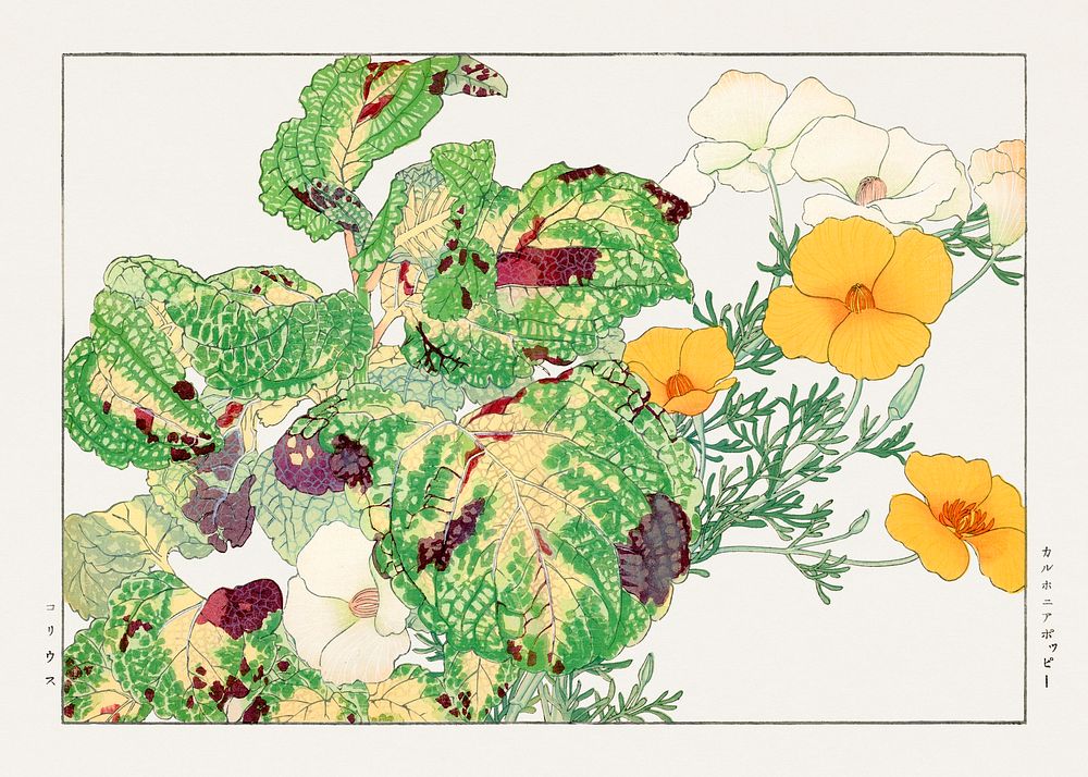 Vintage coleus & california poppy flower, ukiyo e artwork.  Digitally enhanced from our own 1917 edition of Seiyô SÔKA ZUFU…