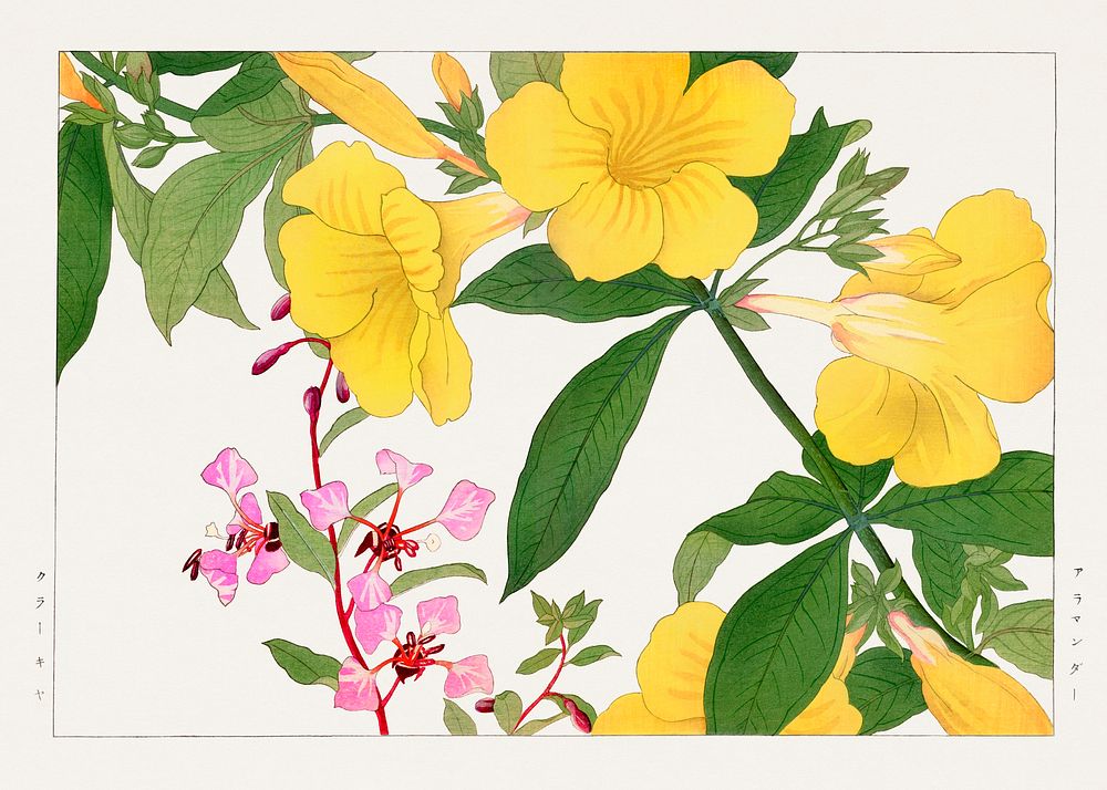 Vintage clarkia & allamanda flower, ukiyo e artwork.  Digitally enhanced from our own 1917 edition of Seiyô SÔKA ZUFU by…
