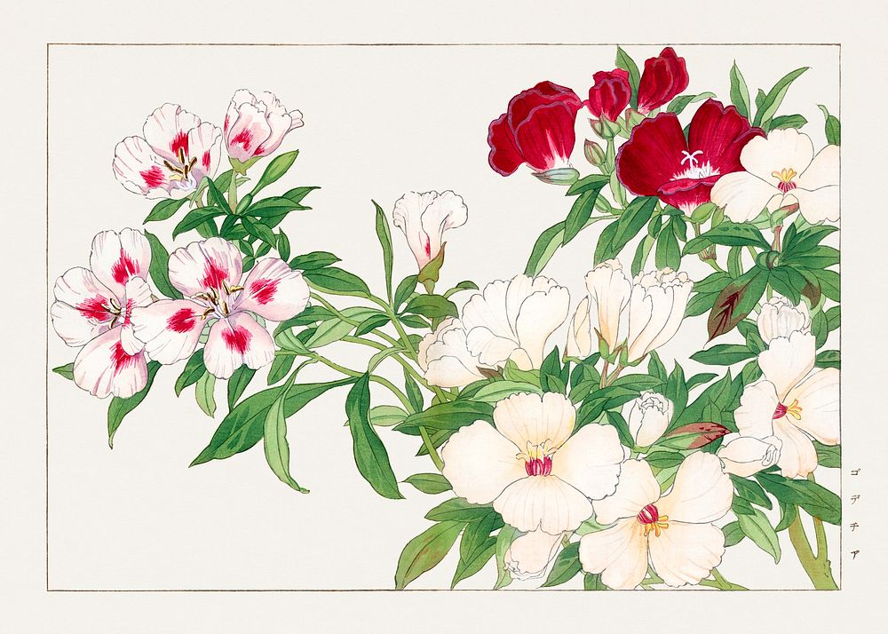 Vintage godetia flower, ukiyo e artwork.  Digitally enhanced from our own 1917 edition of Seiyô SÔKA ZUFU by Tanigami Kônan.