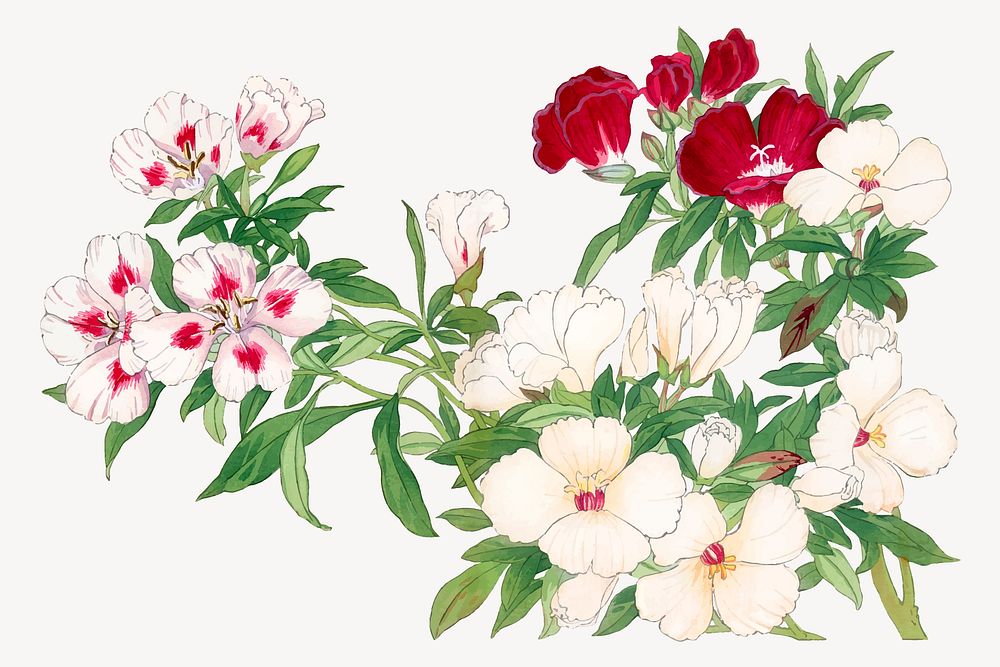 Godetia flower illustration, vintage Japanese art vector