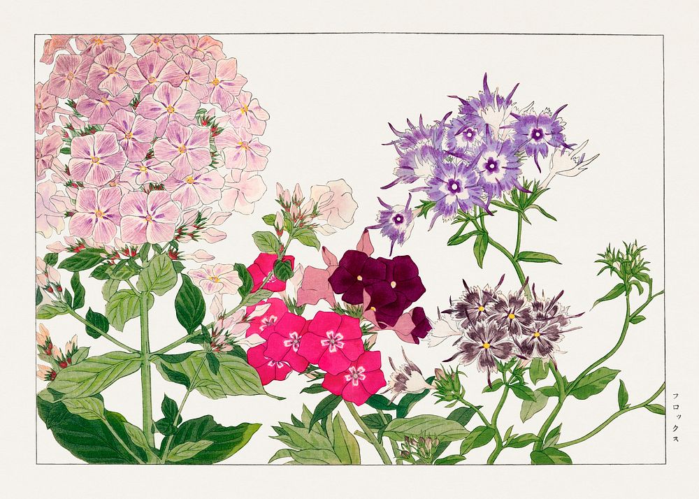 Phlox flower, Japanese woodblock art.  Digitally enhanced from our own 1917 edition of Seiyô SÔKA ZUFU by Tanigami Kônan.