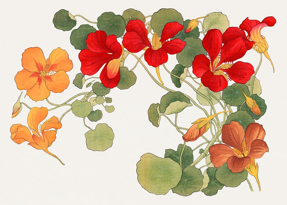 Nasturtium flower illustration, vintage Japanese art psd