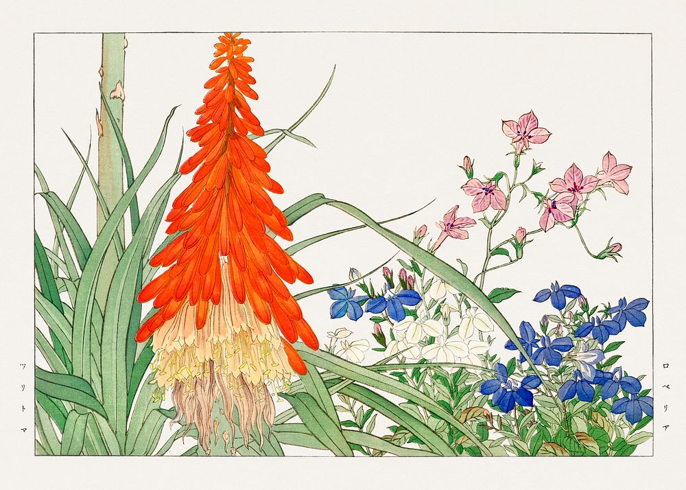 Red hot pokers & lobelia woodblock painting.  Digitally enhanced from our own 1917 edition of Seiyô SÔKA ZUFU by Tanigami…